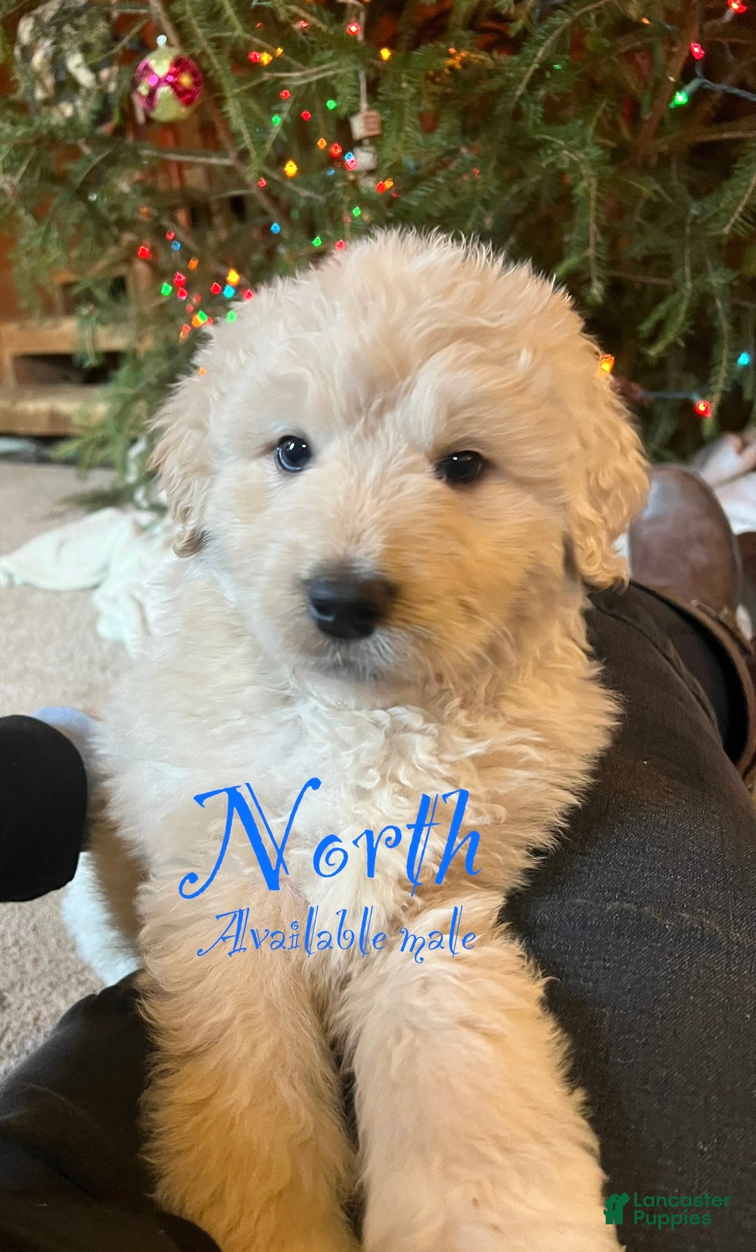 Mixed Breed dogs for sale: North - Ad 1
