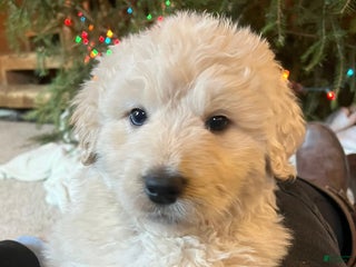 Mixed Breed dogs North - Ad 32