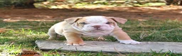 English Bulldog dogs for sale: Felicity - Ad 3