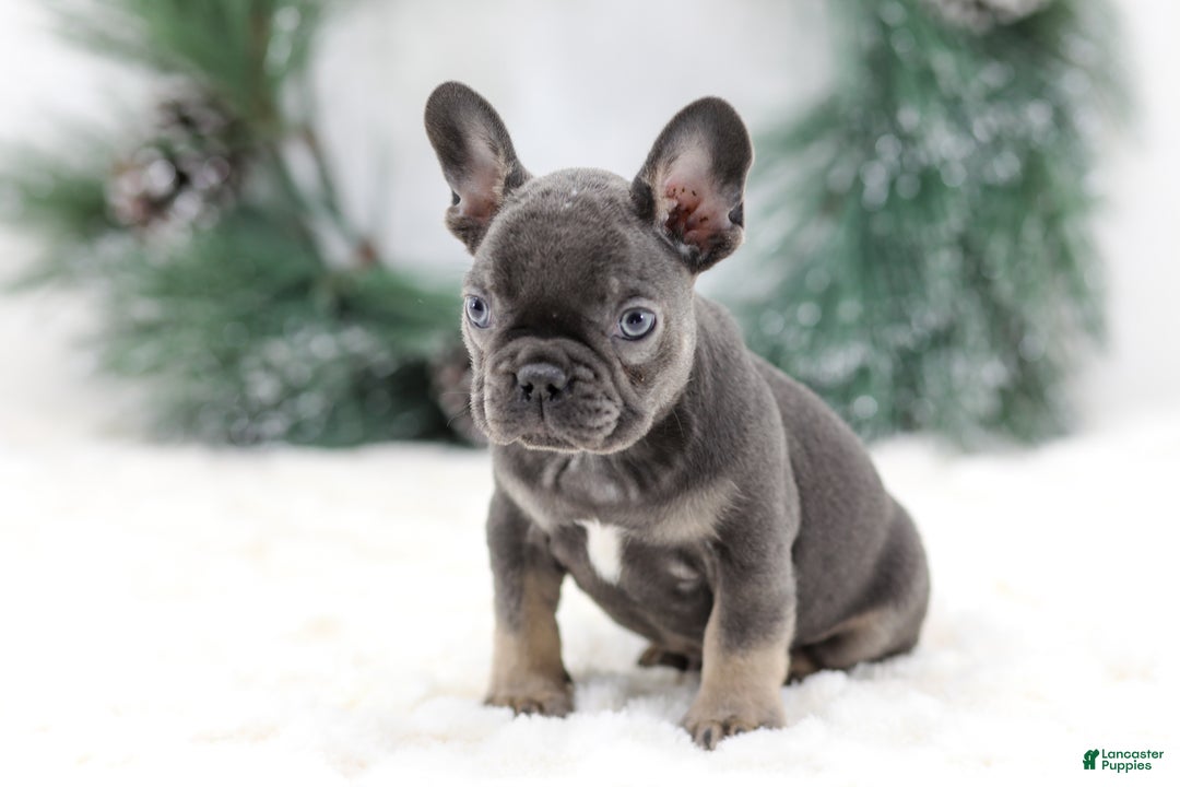 French Bulldog dogs for sale: Jude - Ad 6