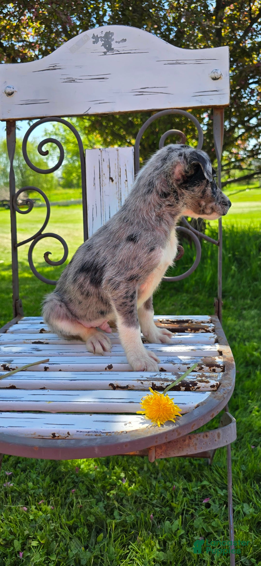 Mixed Breed dogs for sale: Rocky - Ad 9