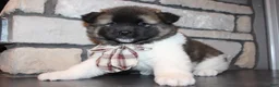 Akita dogs for sale: AKC Teddy - Ad 7