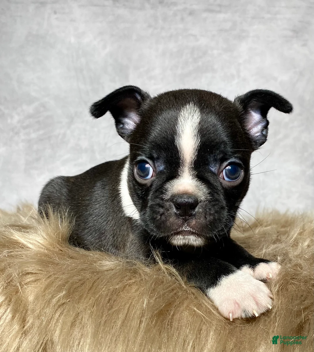 Mixed Breed dogs for sale: Mr. Milo - Ad 2