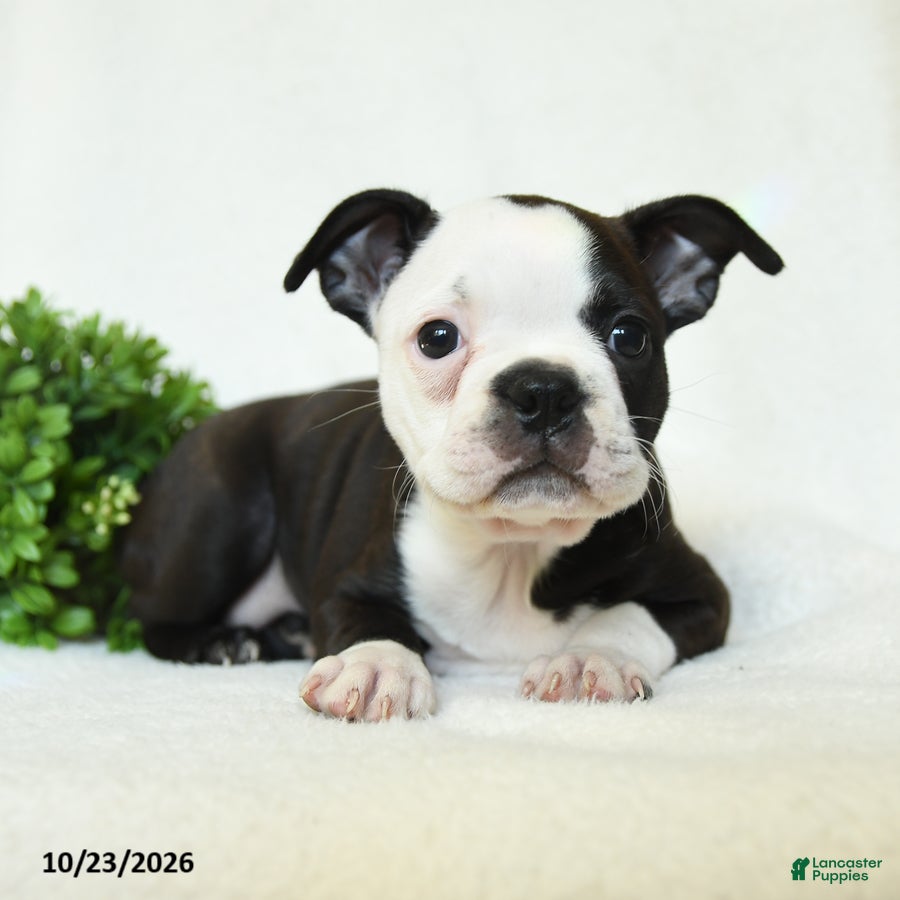 Boston Terrier dogs for sale: Gertie - Ad 2