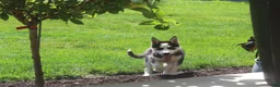 Siberian Husky dogs for sale: Misha - Ad 3
