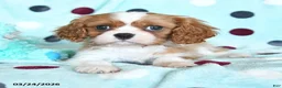 Cavalier King Charles Spaniel dogs for sale: Grant - Ad 3