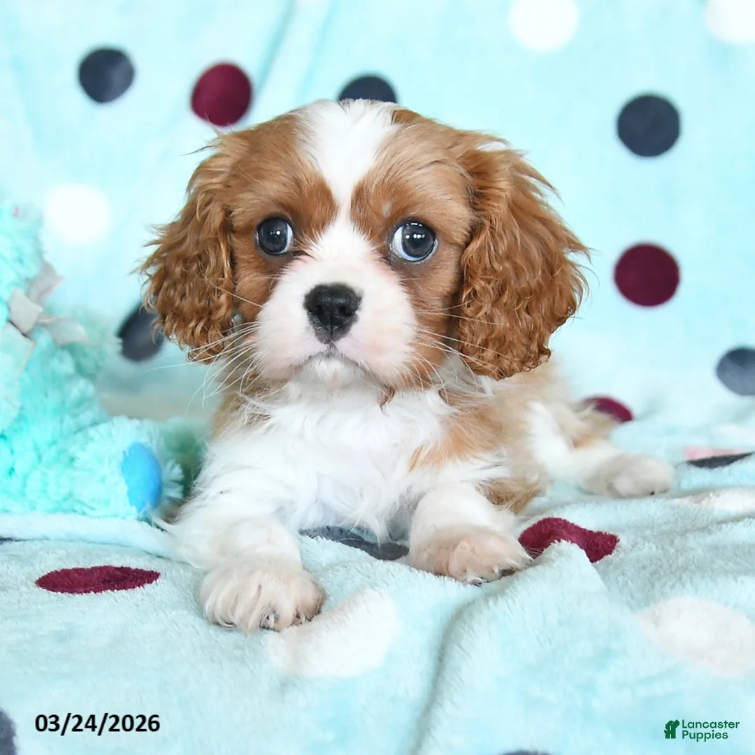 Cavalier King Charles Spaniel dogs for sale: Grant - Ad 3