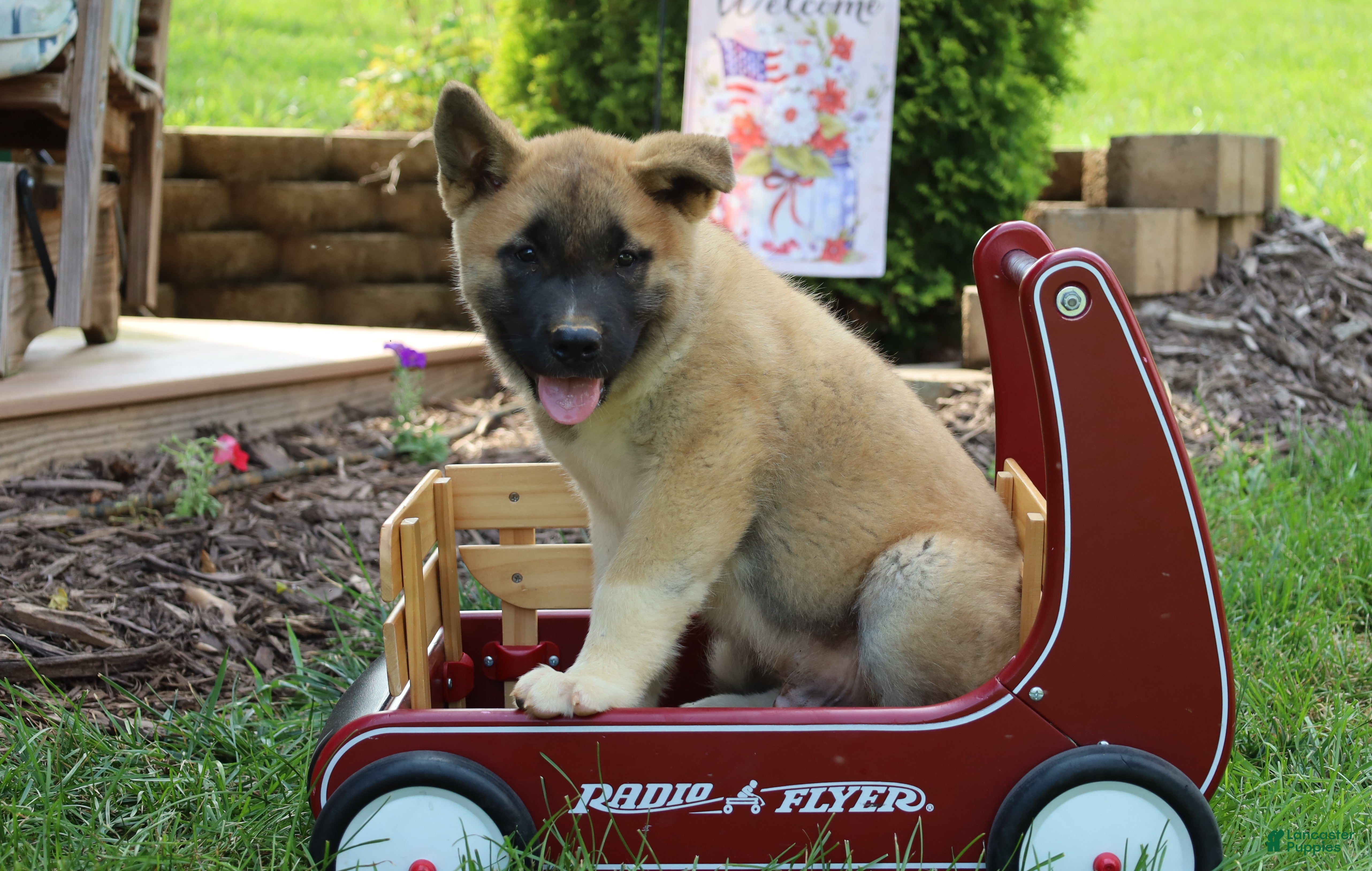 Akita dogs Buster - Ad 1