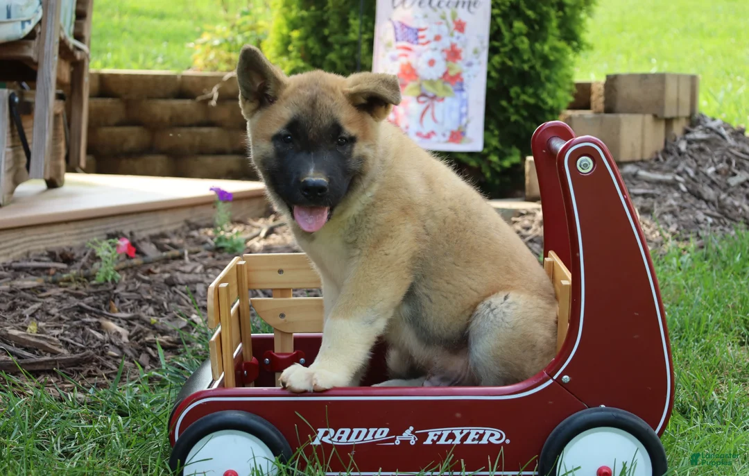 Akita dogs for sale: Buster - Ad 1