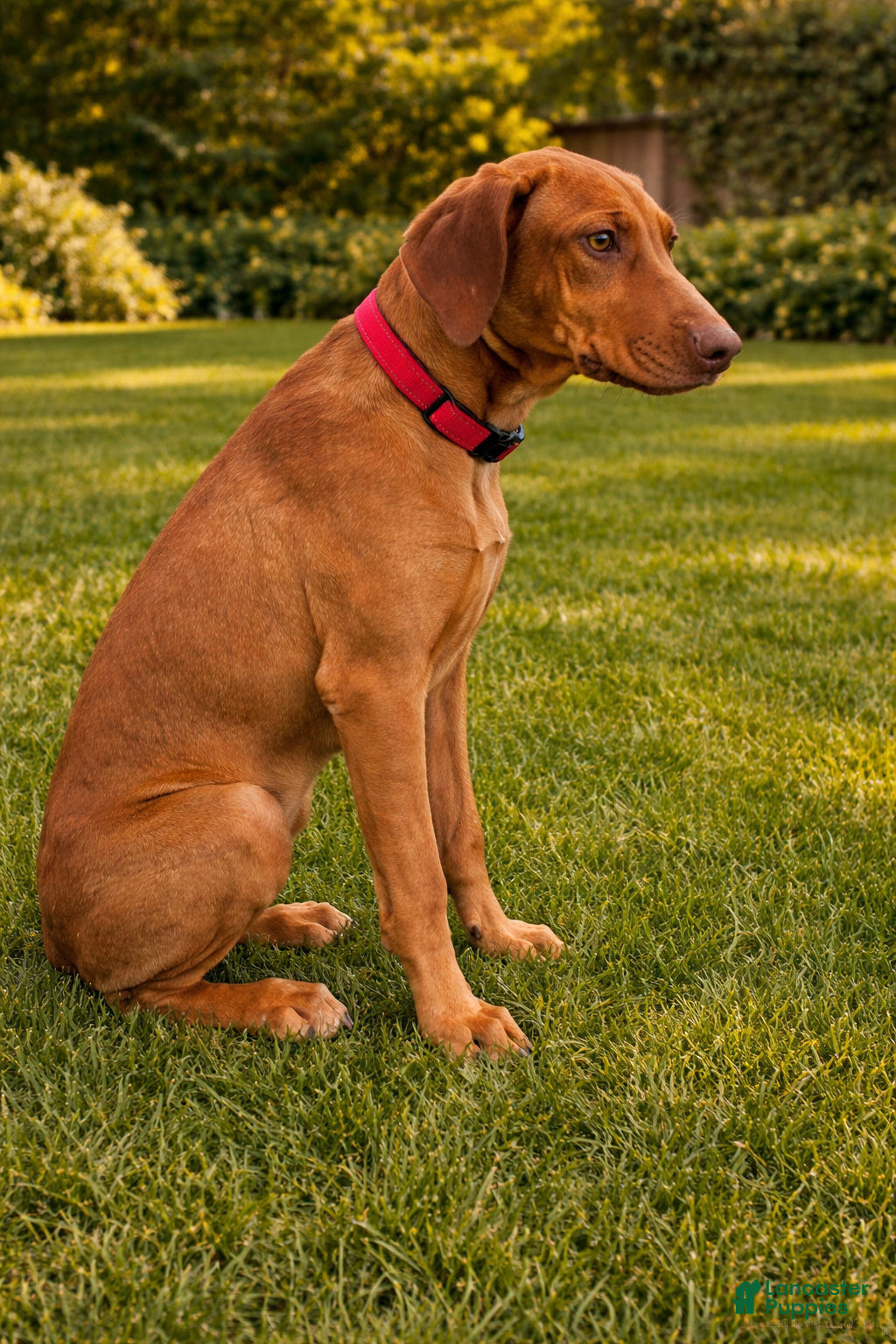 Rhodesian Ridgeback dogs Rhodesian Ridgeback Puppy 4 - Ad 2