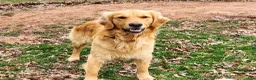 Golden Retriever dogs for sale: Piper - Ad 4