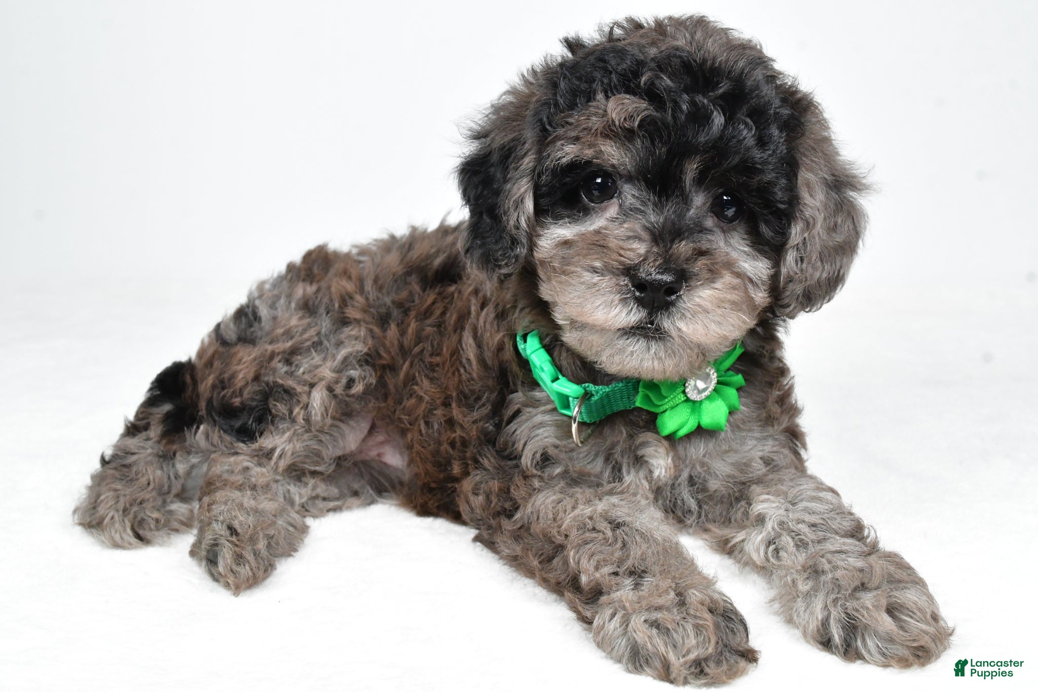 Miniature Poodle dogs Heidi - Ad 2