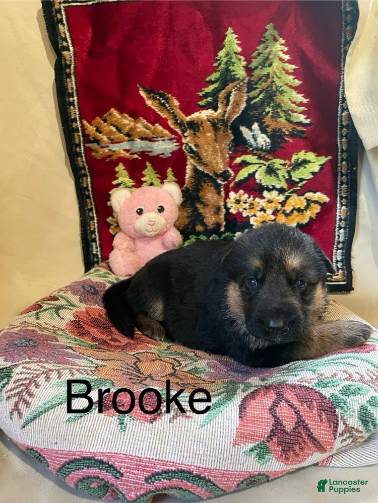 German Shepherd dogs Brooke - Ad 1