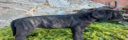 English Mastiff dogs for sale: Millie - Ad 2