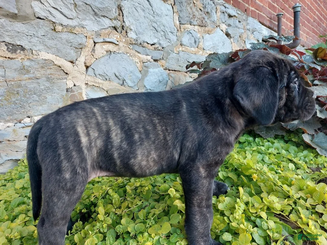 English Mastiff dogs for sale: Millie - Ad 2