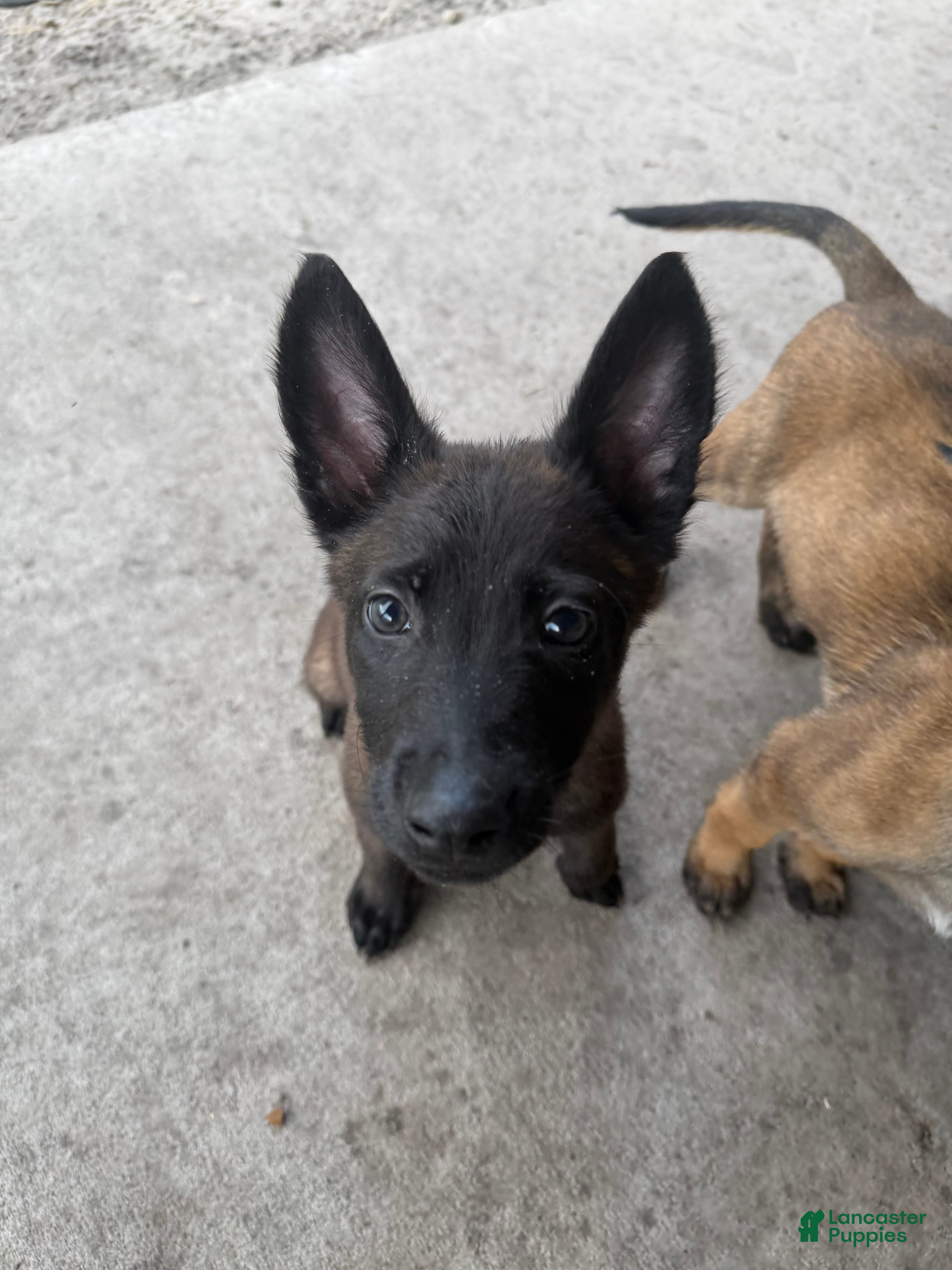 Belgian Malinois dogs for sale: Bronco - Ad 1