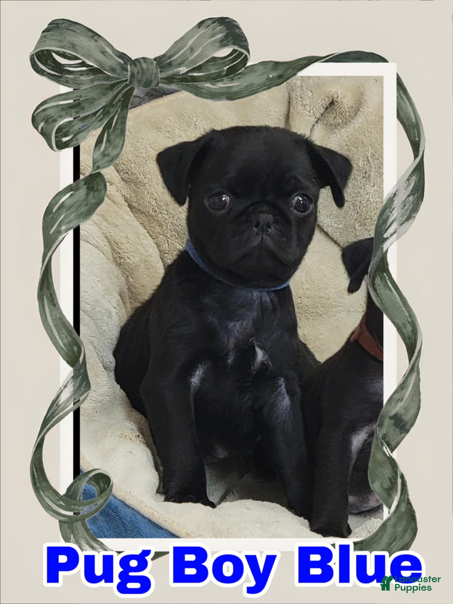 Pug dogs Pug Puppy Boy Blue - Ad 8