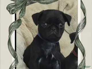 Pug dogs Pug Puppy Boy Blue - Ad 8