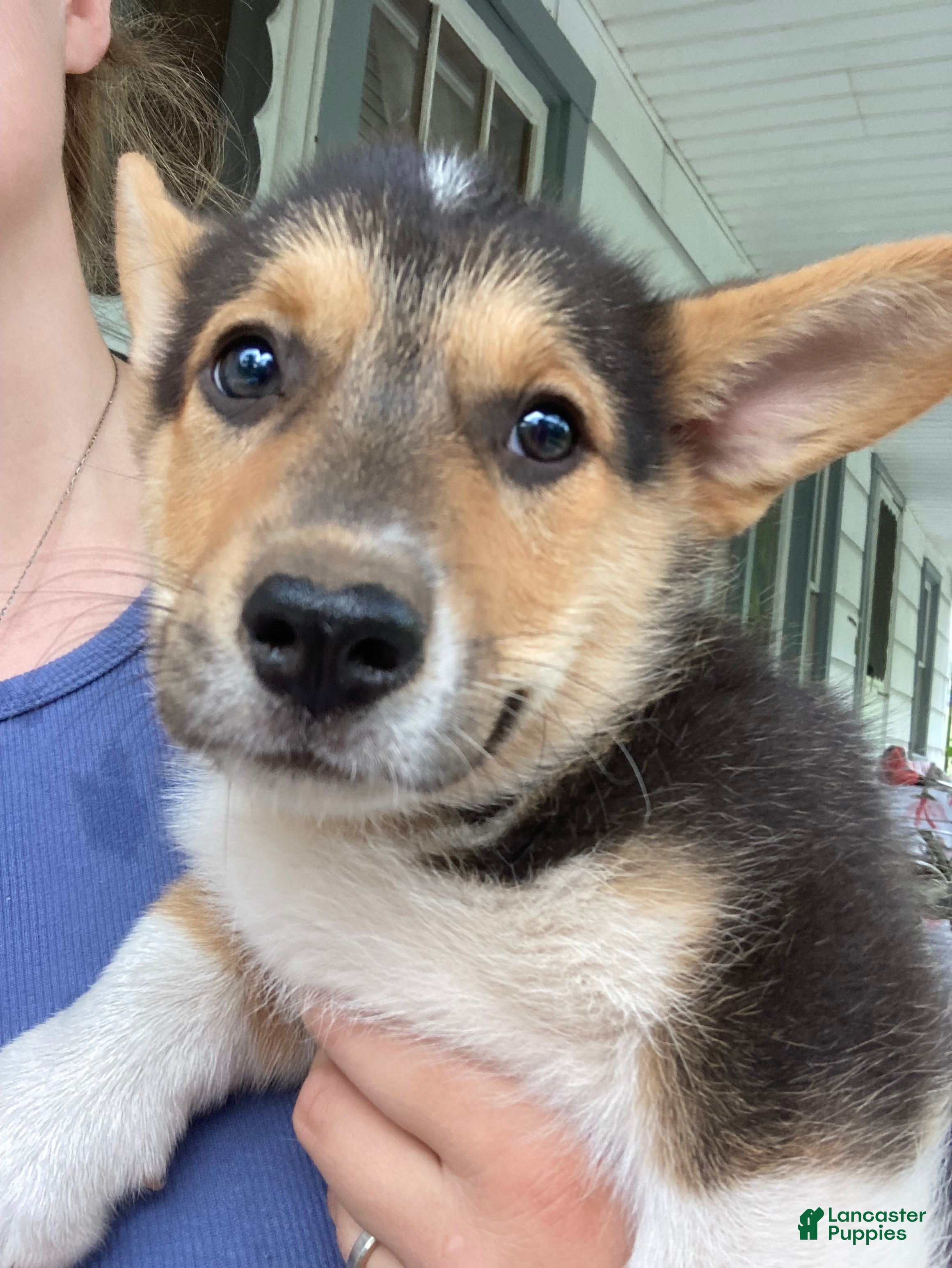 Welsh Corgi Pembroke dogs Pacha  - Ad 1