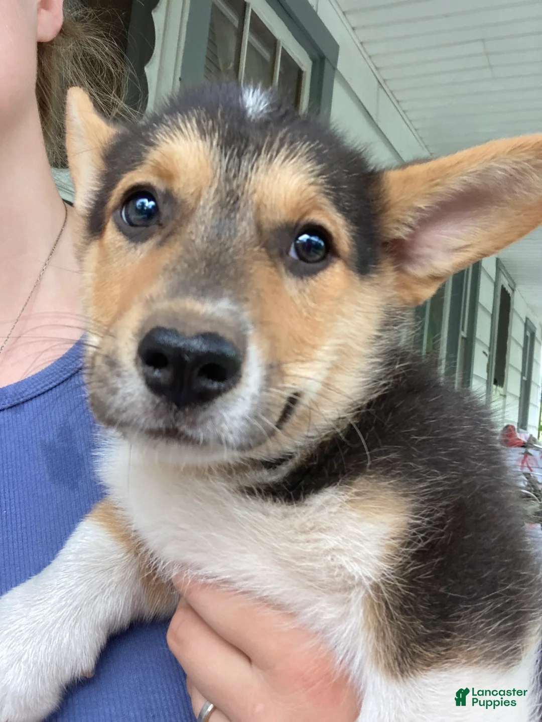 Welsh Corgi Pembroke dogs for sale: Pacha  - Ad 1