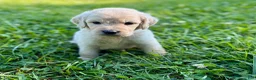 Goldendoodle dogs for sale: Goldendoodle 5 - Ad 12