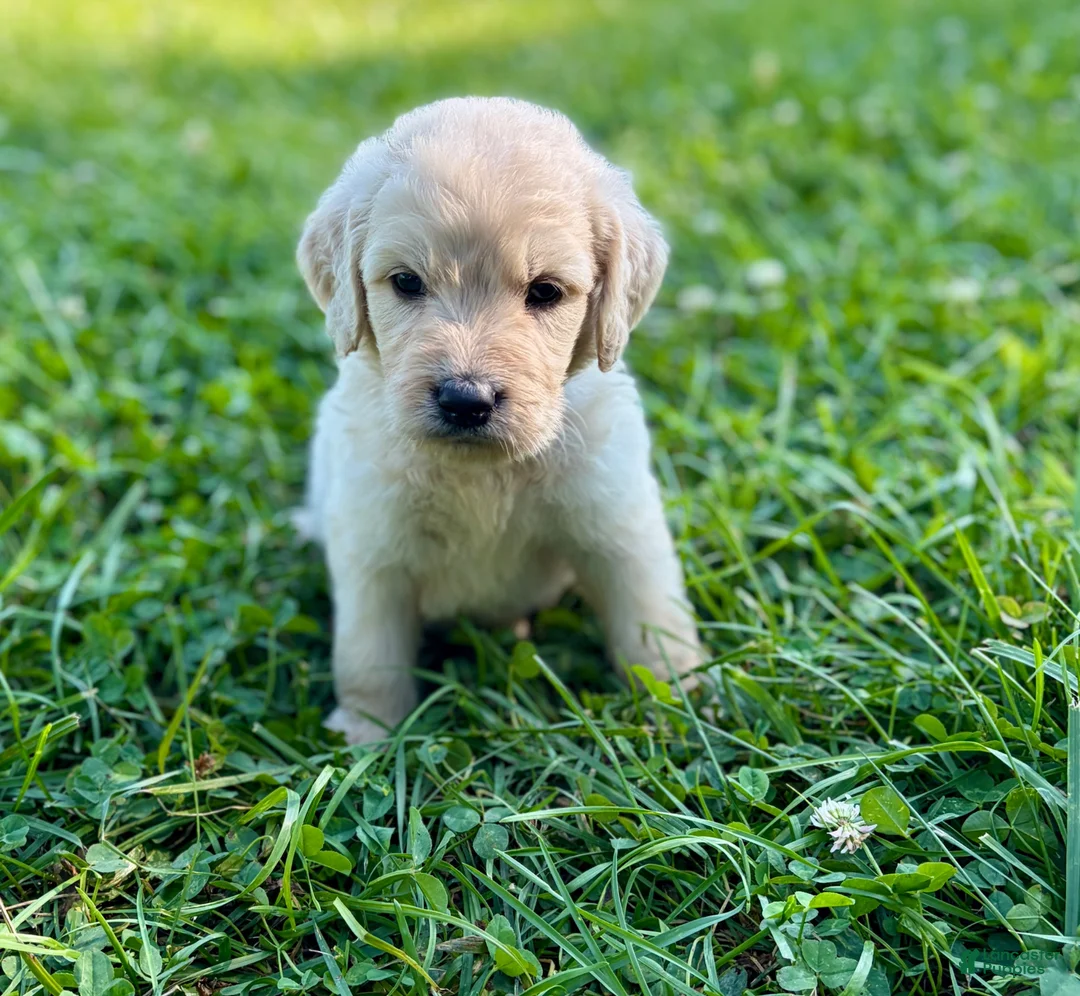 Goldendoodle dogs for sale: Goldendoodle 5 - Ad 12