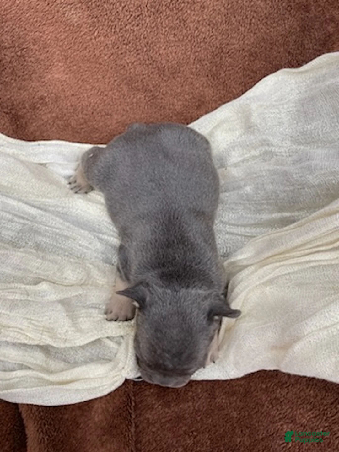 French Bulldog dogs for sale: Nala - Ad 8