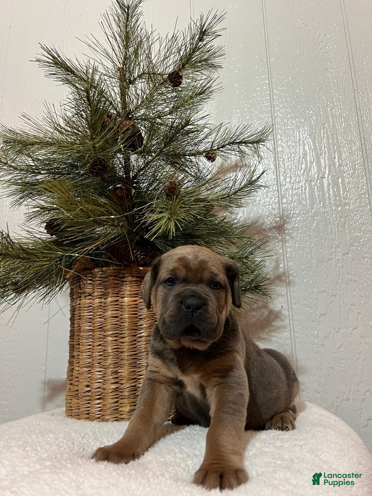 Cane Corso dogs Hailey - Ad 20