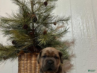 Cane Corso dogs Hailey - Ad 20