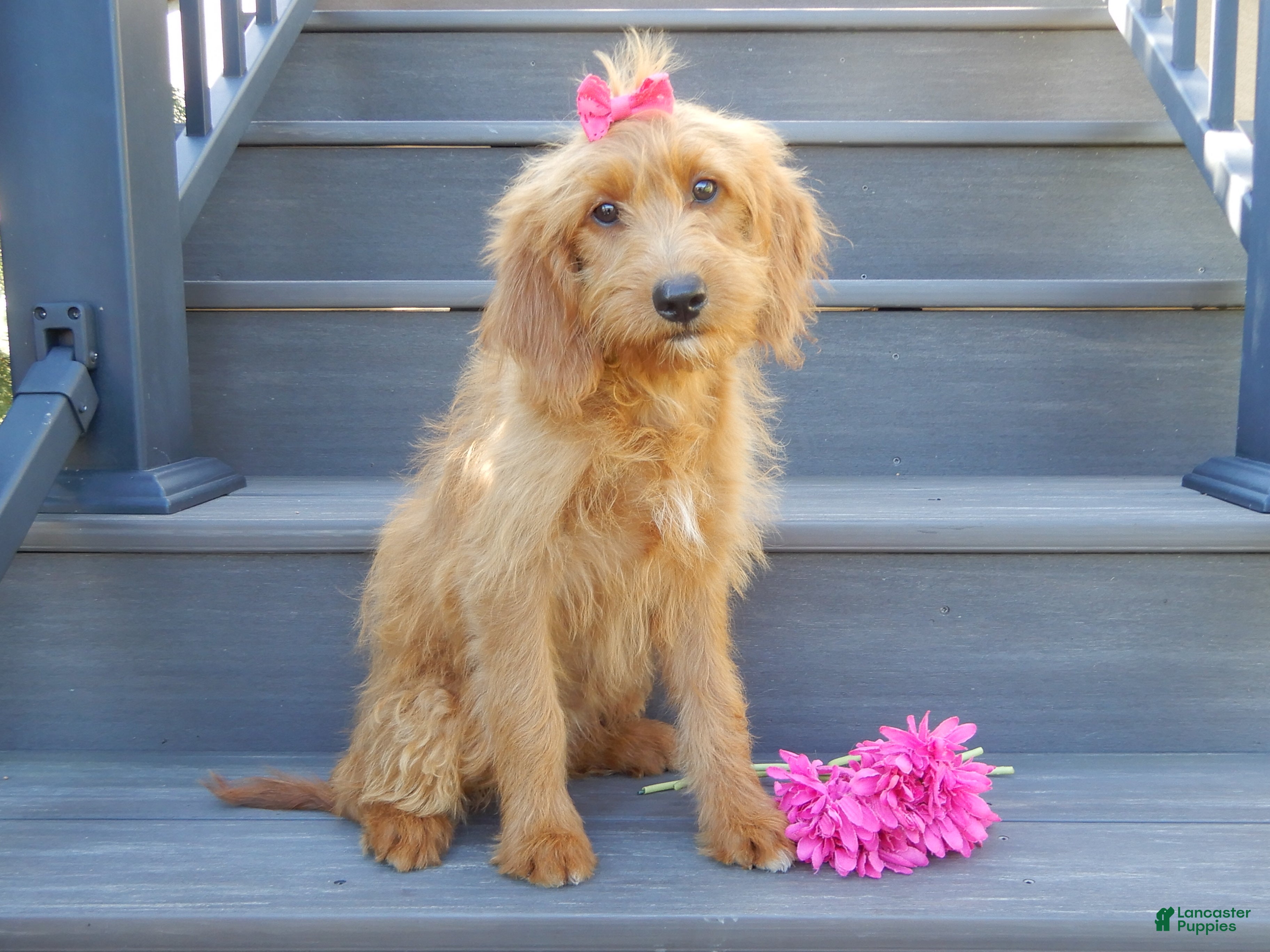 Mini Goldendoodle dogs Bella - Ad 2
