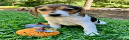 Beagle dogs for sale: Bambi - Ad 6