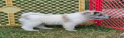 Shar Pei dogs for sale: Nova  - Ad 12