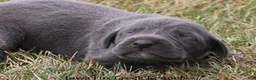 Great Dane dogs for sale: Sapphire - Ad 6
