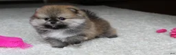 Pomeranian dogs for sale: Teacup Paisley - Ad 4