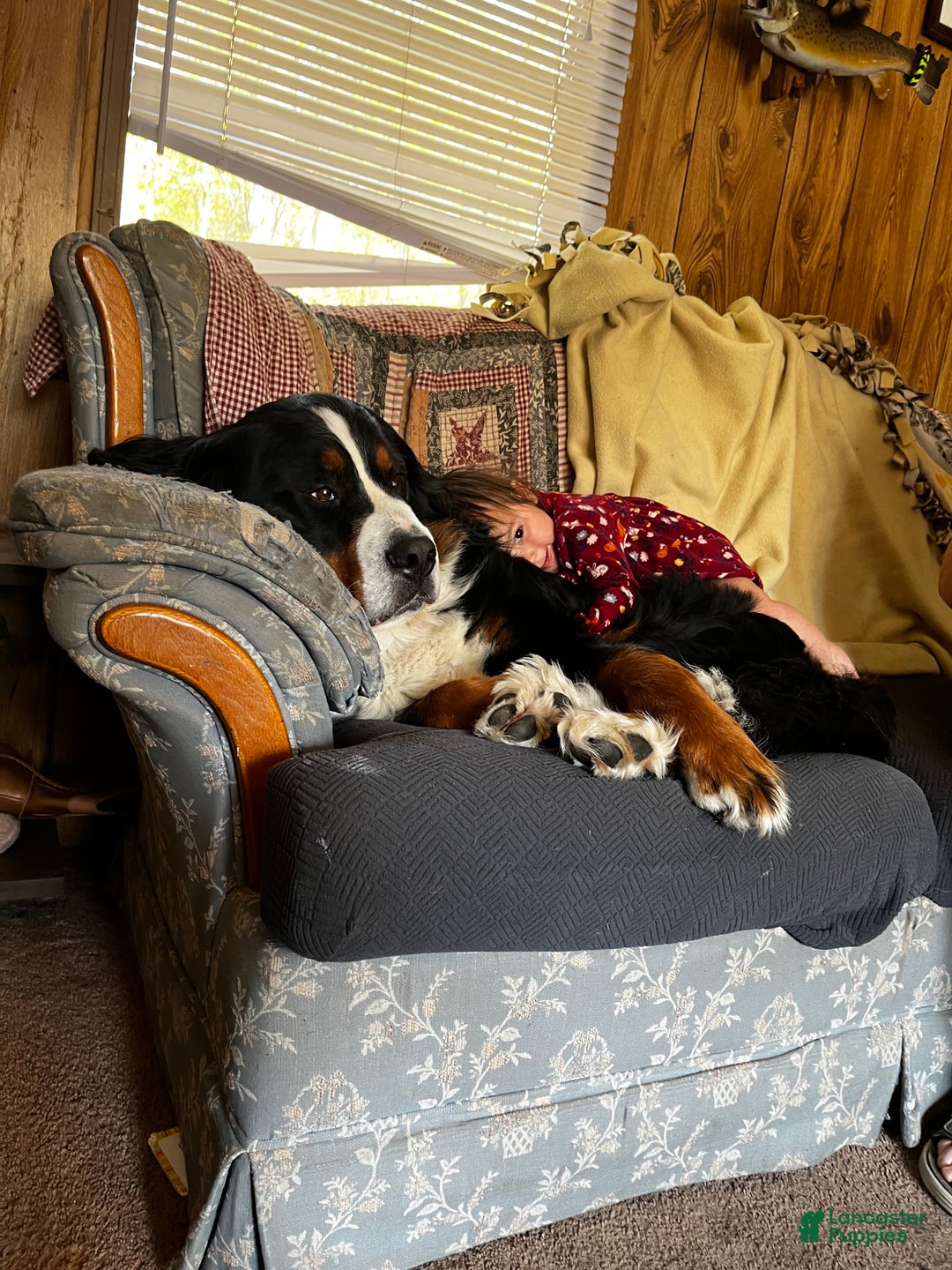 Mixed Breed dogs for sale: Victra - Ad 11