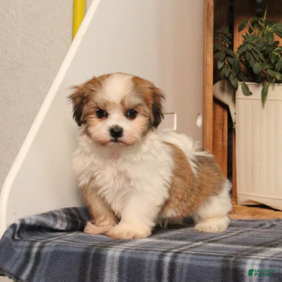 Teddy Bear dogs for sale: Fergus - Ad 2