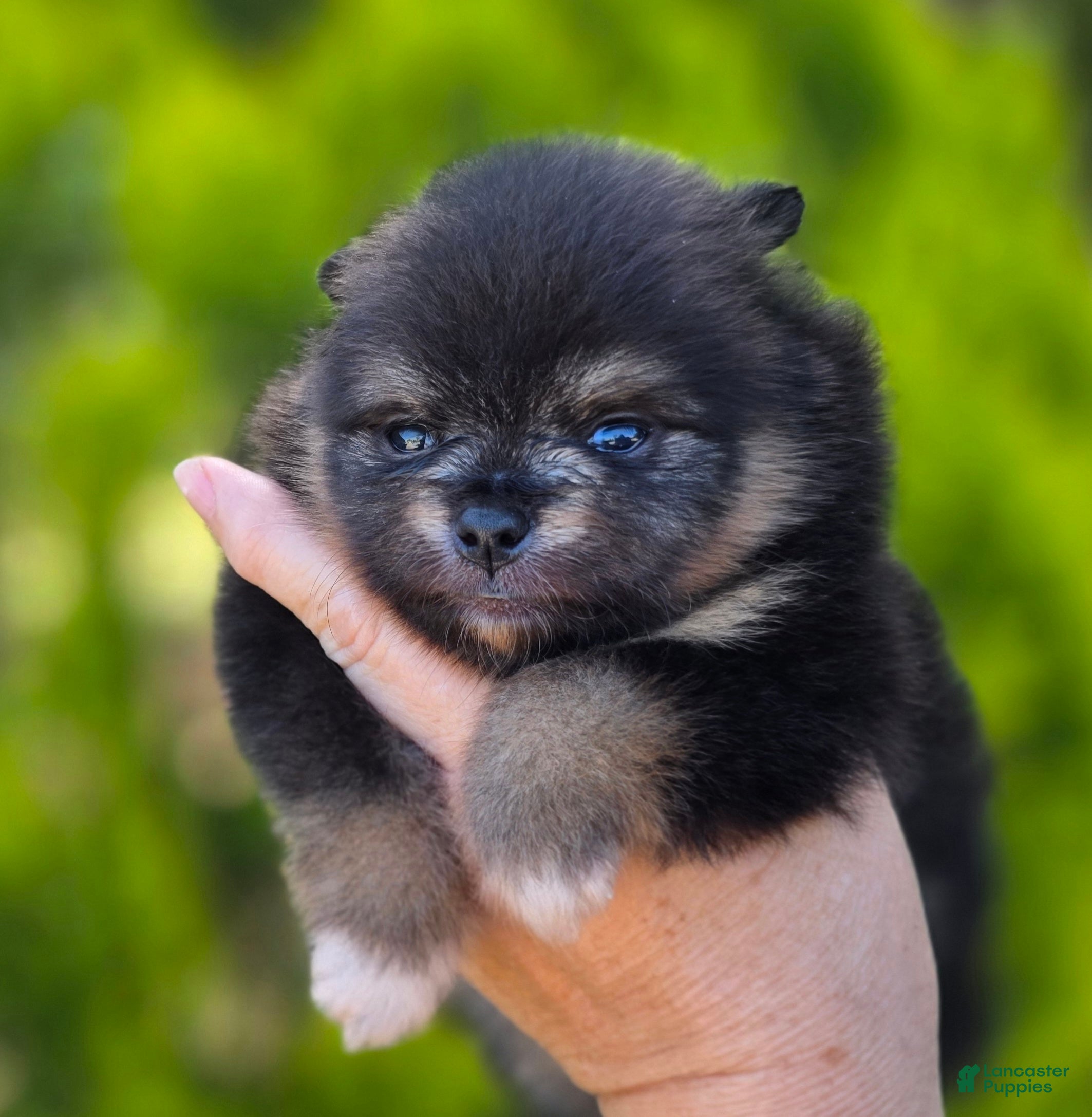 Pomeranian dogs Pomeranian Puppy 1 - Ad 2