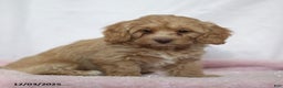 Doxiepoo dogs for sale: Golda - Ad 3