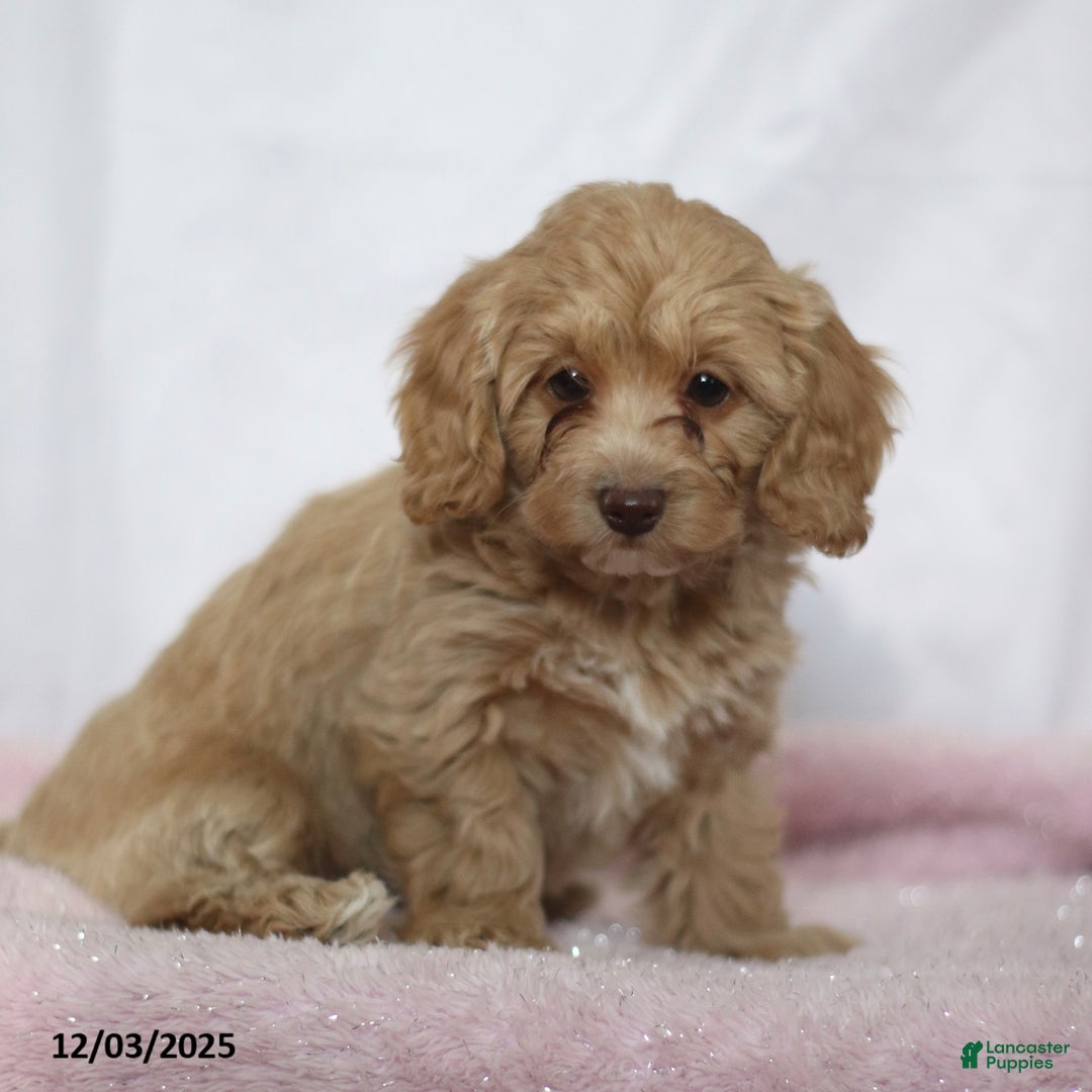 Doxiepoo dogs for sale: Golda - Ad 3