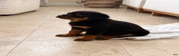 Rottweiler dogs for sale: Rottweiler 3 AKC - Ad 1