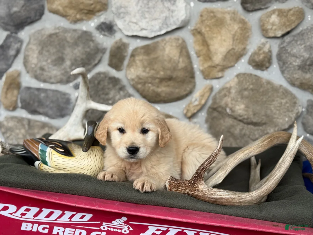 Golden Retriever dogs for sale: Ava - Ad 4