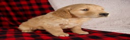 Golden Retriever dogs for sale: Theo - Ad 3