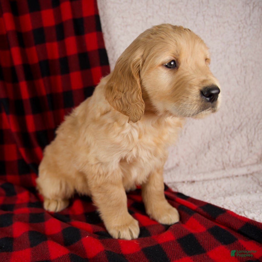 Golden Retriever dogs for sale: Theo - Ad 3
