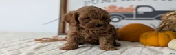 Mini Goldendoodle dogs for sale: Daisy - Ad 8