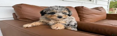 Madeleine