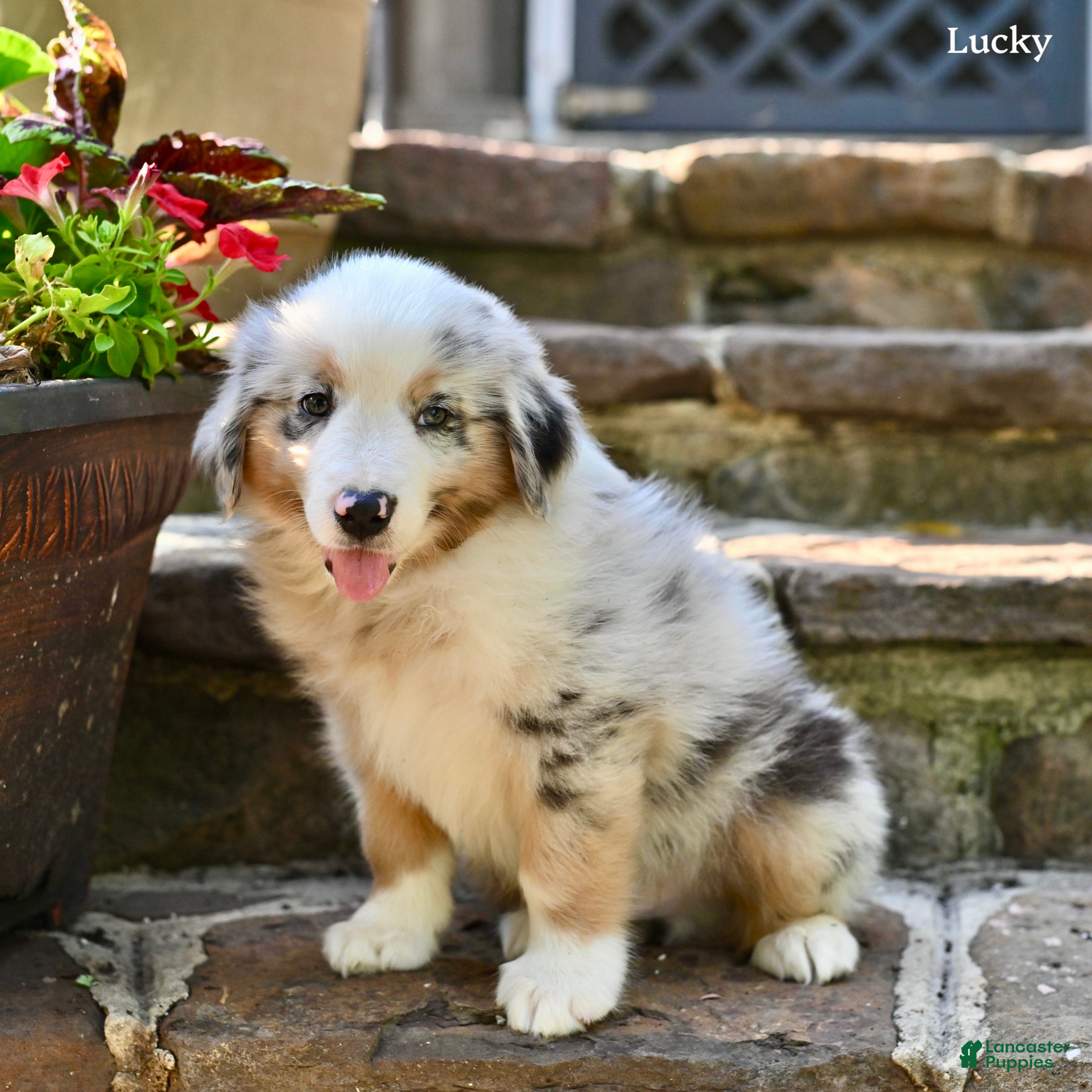 Australian Shepherd dogs Lucky - Ad 2