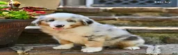 Australian Shepherd dogs for sale: Lucky - Ad 2