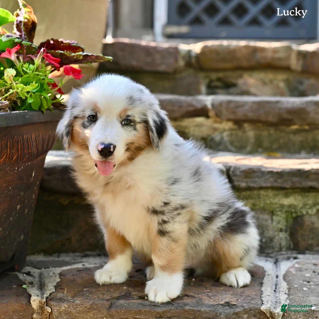 Australian Shepherd dogs for sale: Lucky - Ad 2