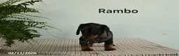 Miniature Dachshund dogs for sale: Rambo - Ad 2