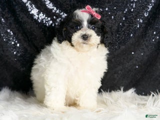 Toy Poodle dogs - Ad 17